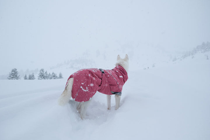 <p>Edes lumiset polut eivät pysäytä sinua kun päälläsi on lämmin koiran talvitakki! </p>