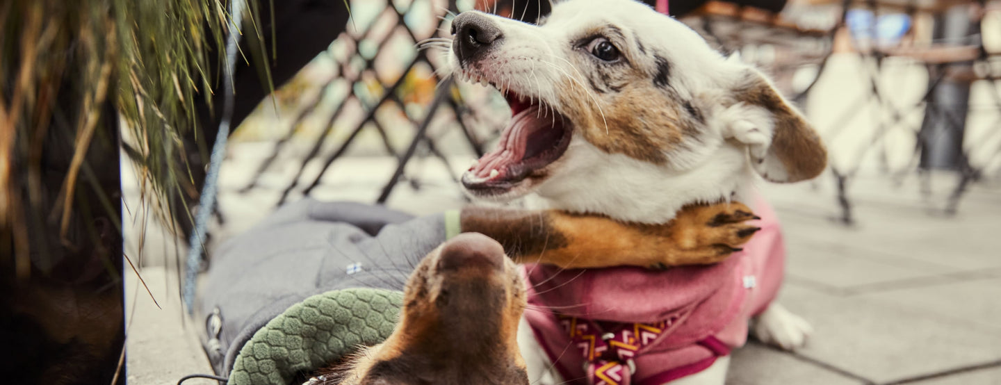 Hurtta - koirien takit pitävät aktiviteettien välissä leikkivät koirat lämpiminä